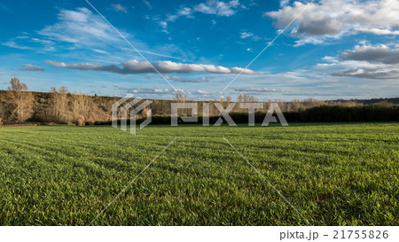 Green wheat field against blue sky 21755826