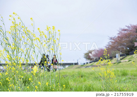 菜の花と春休みの子供たち 21755919