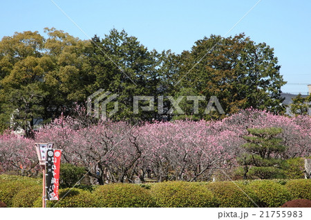 随心院の梅 随心院の梅 21755983