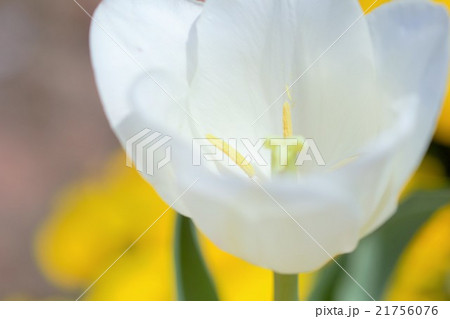 白いチューリップ 21756076