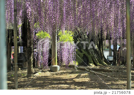 フジの花 21756078