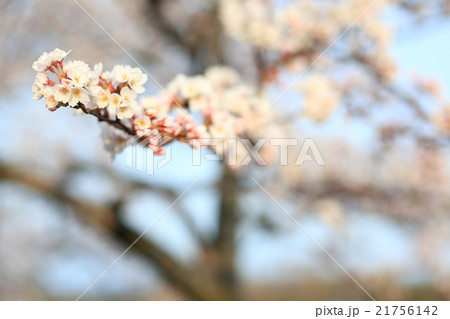 桜 ソメイヨシノ 勢至公園 桜 ソメイヨシノ 勢至公園 21756142