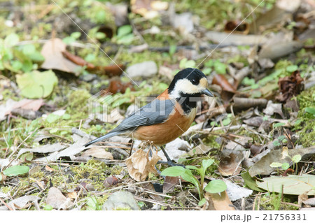 ヤマガラ５ 21756331