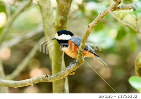 ヤマガラ6 ヤマガラ6 21756332