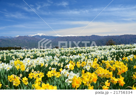 水仙と仙丈ヶ岳 21756334