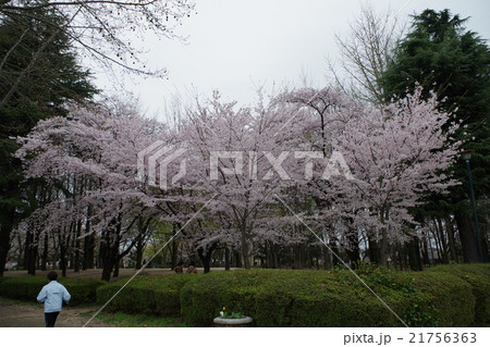 与野公園の桜 与野公園の桜 21756363