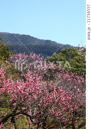 随心院の梅 21756557