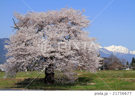 長野県大町市 須沼の一本桜 長野県大町市 須沼の一本桜 21756677