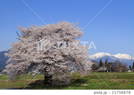 長野県大町市　須沼の一本桜 21756678