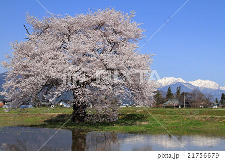 長野県大町市　須沼の一本桜 21756679