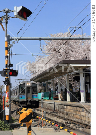 大糸線　桜咲く中萱駅 21756683