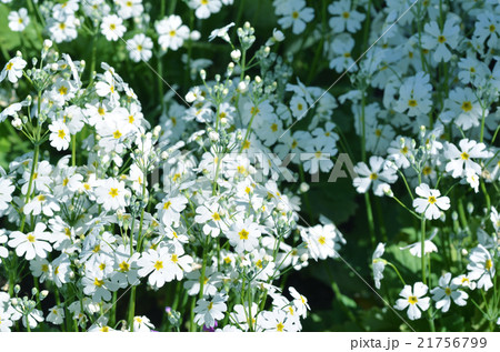 白い桜草 21756799