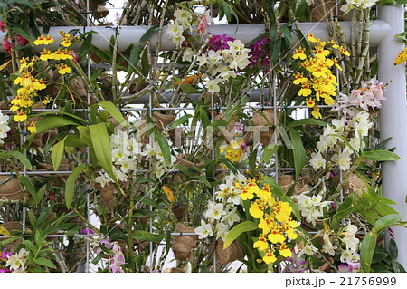 ラン科の花の写真素材