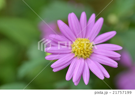 Lovely purple flower closeup Lovely purple flower closeup 21757199