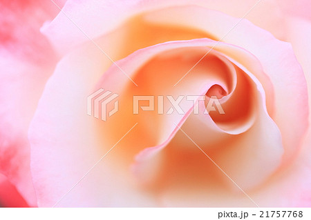 渦巻く花びら 渦巻く花びら 21757768