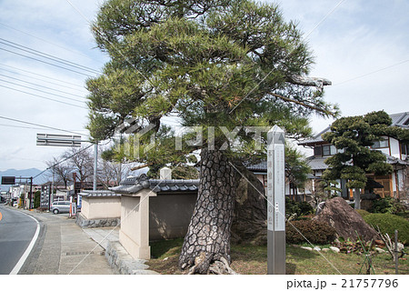 旧甲州街道勝沼宿本陣槍掛けの松 21757796