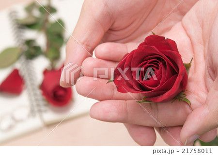 Taking a red rose on the hands 21758011