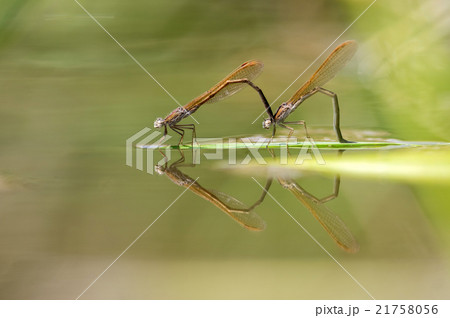 オツネントンボ水面の産卵 オツネントンボ水面の産卵 21758056