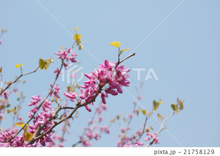 青空バックのハナズオウの花 21758129