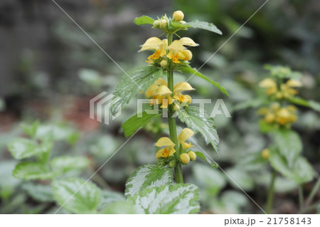 キバナオドリコソウ 21758143