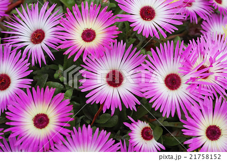 リビングストン・デージー 21758152