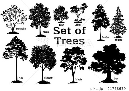 Pine Tree Black Silhouette Pine Tree Black Silhouette 21758639