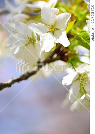 真っ白な桜の花びらの清楚なイメージ 21758716
