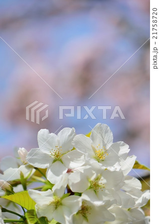 真っ白な桜の花びらの清楚なイメージ 21758720