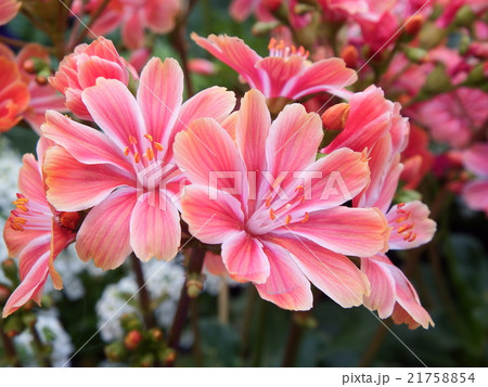 レウイシア 21758854