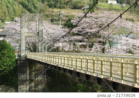 吊り橋と桜 21759026