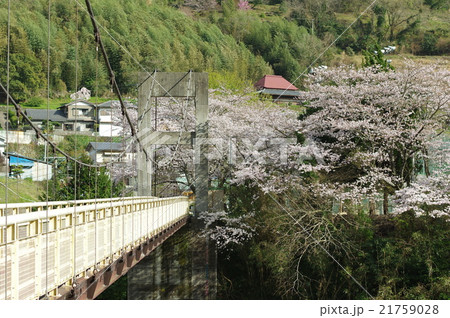 吊り橋と桜 21759028