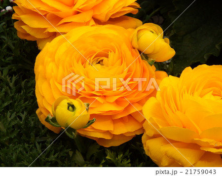 ラナンキュラス 21759043