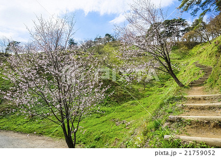 花の春日山城址 21759052