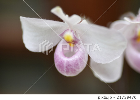 パフィオペディルム 花一輪 パフィオペディルム 花一輪 21759470