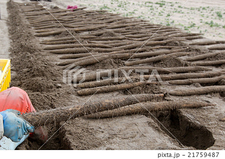 長いも　砂丘長いも　北栄町 21759487