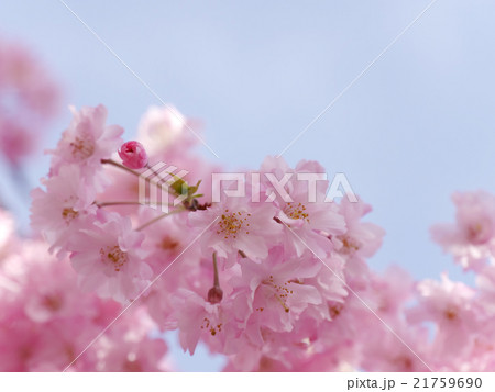 枝垂れ桜のアップ 枝垂れ桜のアップ 21759690