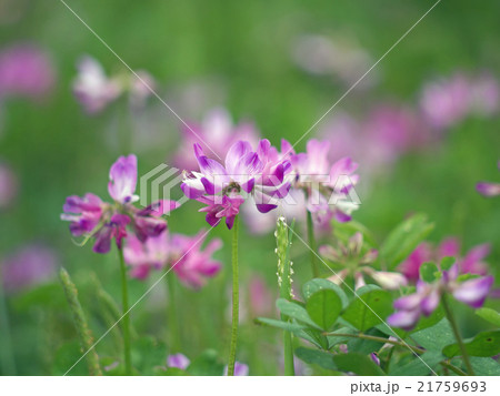 レンゲ レンゲ 21759693