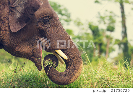 Elephant in Nepal Elephant in Nepal 21759729