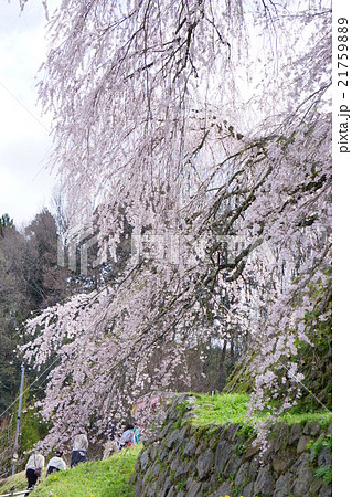 又兵衛桜 21759889