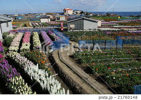 白間津の花畑 21760148