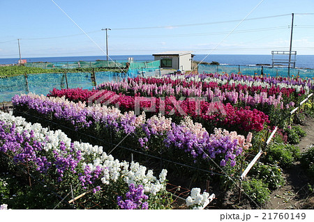 白間津　キンギョソウが咲く頃 21760149