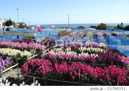 白間津の花摘み畑 21760151