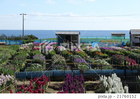 海岸の花摘み畑 21760152