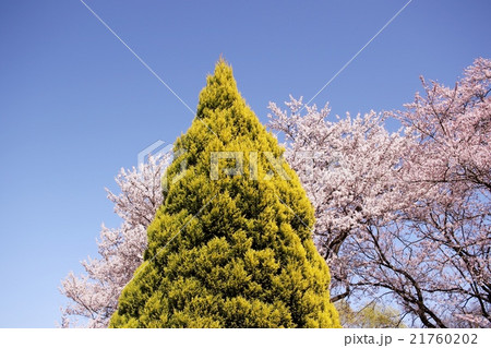 木曽川河川敷　さくら 21760202