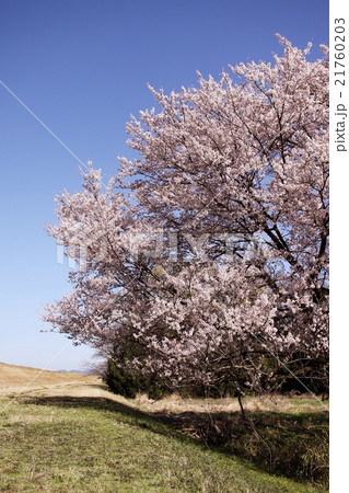 木曽川河川敷　桜 21760203