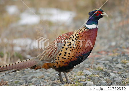 コウライキジ コウライキジ 21760350