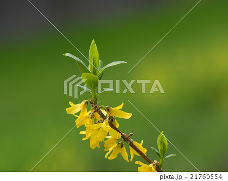 春を告げるレンギョウ 春を告げるレンギョウ 21760554