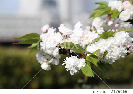 イチハラトラノオ イチハラトラノオ 21760669