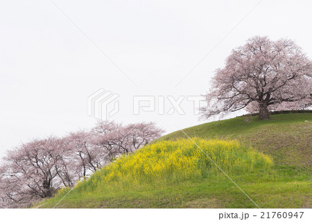 春景色 春景色 21760947