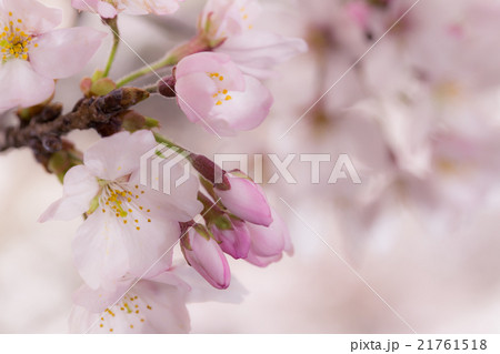 サクラ 21761518